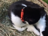 Katzenhalsband Catlife Patfinder 01