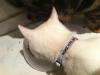 Katzenhalsband reflektierend