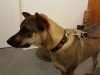 Appenzellerhalsband-Roots-dogsland