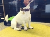 Appenzellerhalsband-jackrussel-01