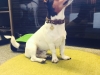 Appenzellerlederhalsband JackRussel