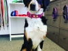 Edelweiss Hundehalsband