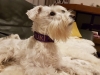 Hundehalsband Suki04