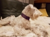 Hundehalsband Suki05