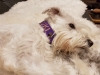 Hundehalsbans Suki 01