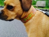 bubi-lederhalsband