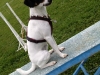 jack-russel-01