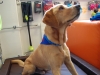 Therapiehunde Halstuch