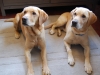 Therapiehunde Halstuch