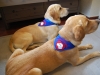 Therapiehunde Halstuch