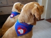 Therapiehunde Halstuch