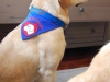 Therapiehunde Halstuch