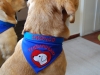 Therapiehunde Halstuch
