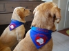 Therapiehunde Halstuch