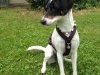 jack-russel-03