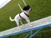 jack-russel-04