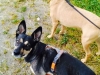 luna-und-bubi-halsband