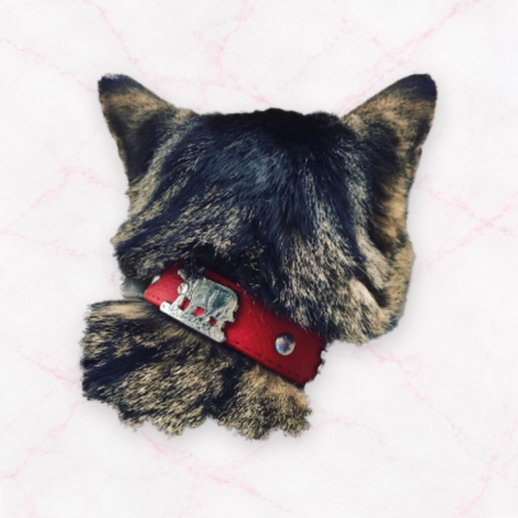 Appenzeller Katzenhalsband