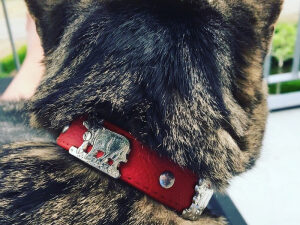 Appenzeller Katzenhalsband