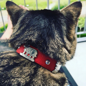 Appenzeller Katzenhalsband