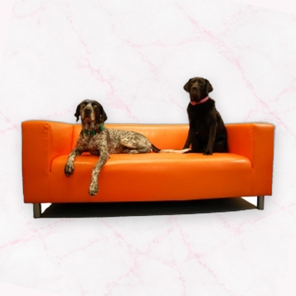 Halfter gepolstert Dogsland Flex
